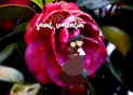 Tendre amour au c&oelig;ur d'une fleur &eacute;clatante